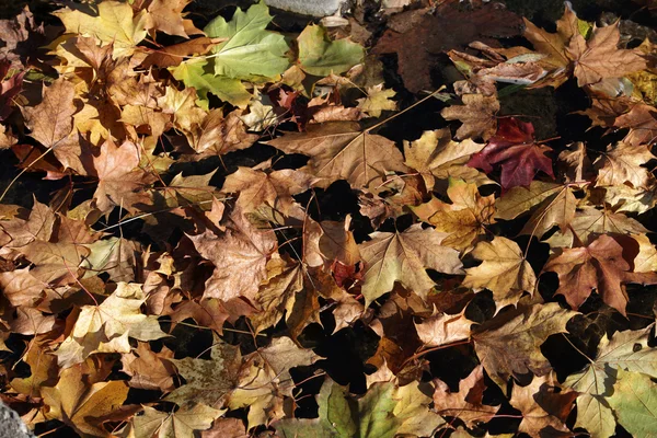 Färgglada löv ligga i vatten — Stockfoto