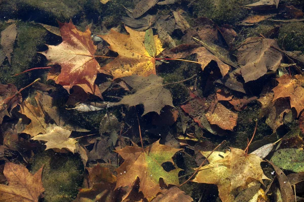 Colorful leaves lying in water — Stock Photo, Image