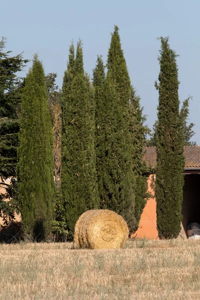 Bele siana złoty na pole in Toskania — Zdjęcie stockowe