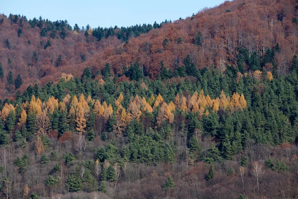 山の秋の色 — ストック写真
