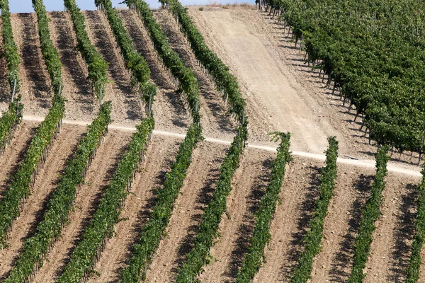 Los mejores viñedos toscanos alrededor de Montalcino y San Antimo —  Fotos de Stock