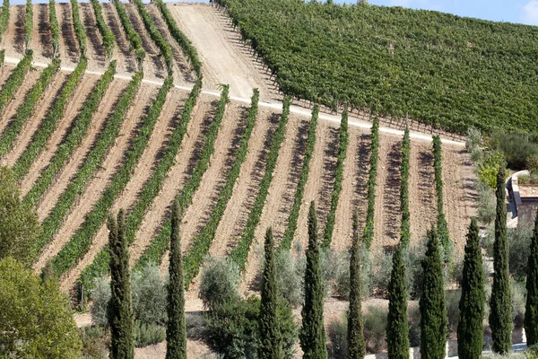 Melhores vinhas da Toscana em torno de Montalcino e San Antimo — Fotografia de Stock