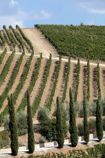Лучшие виноградники Тосканы в Монтальчино и Сан-Антимо — стоковое фото
