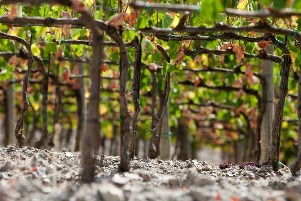 Najlepsze toskańskie winnice wokół montalcino i san antimo — Zdjęcie stockowe