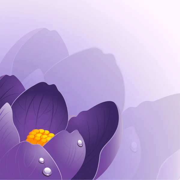 Fondo con flor de azafrán —  Fotos de Stock