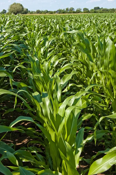 Кукурудзи зелен — стокове фото