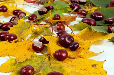 herfst bladeren en kastanjes