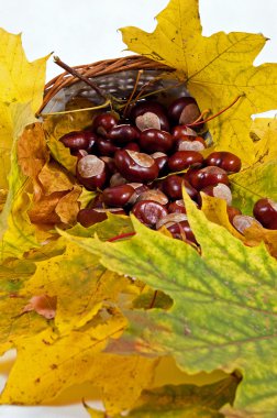 herfst bladeren en kastanjes