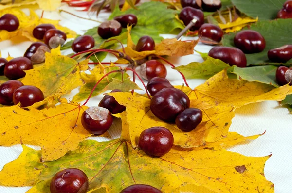 Hojas de otoño y castañas — Foto de Stock