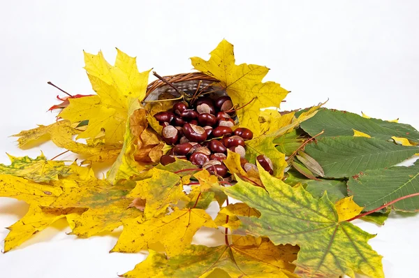 Hojas de otoño y castañas — Foto de Stock