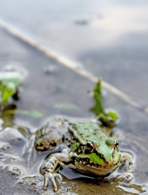 Green frog in the water clipart