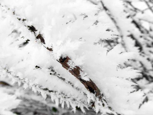 Frysta grenar i snön — Stockfoto