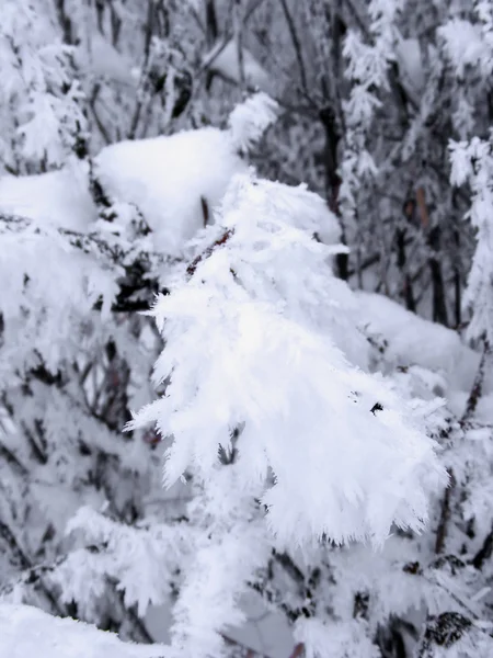 Branches congelées dans la neige — Photo