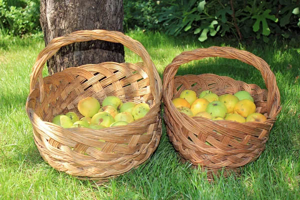 Yellow and green bio apples in baskets