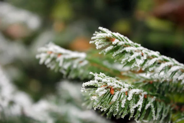 Rami di pino congelati nell'inverno - da vicino — Foto Stock
