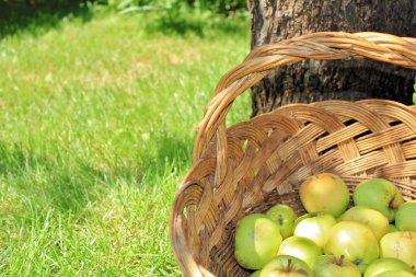 Yellow and green bio apples in basket clipart