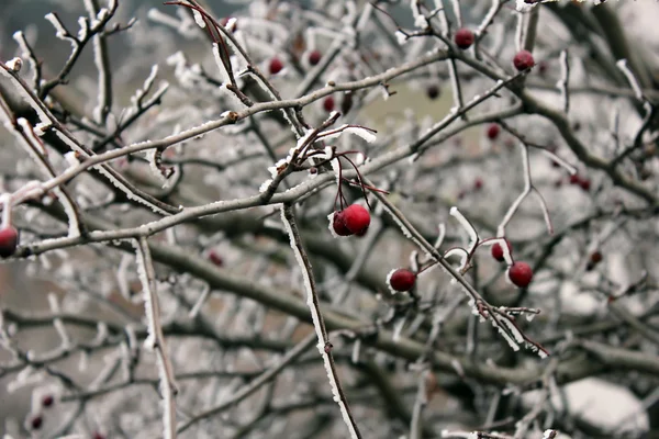 Punainen orapihlaja marjoja peitetty lumella — kuvapankkivalokuva