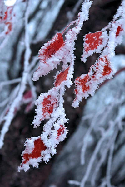 Red leaves of the tree covered with snow — Stock Photo, Image