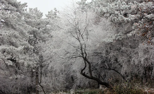 Dondurulmuş beyaz orman — Stok fotoğraf