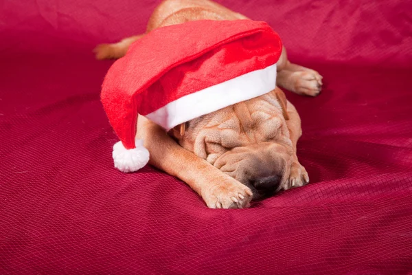 Santa dog — Stock Photo, Image