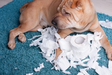 sharpei köpek