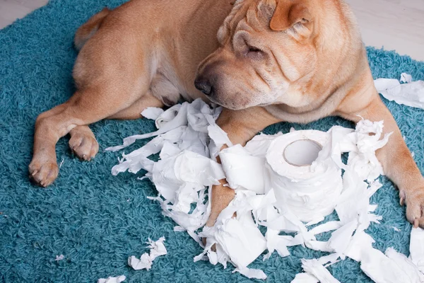 stock image Sharpei dog