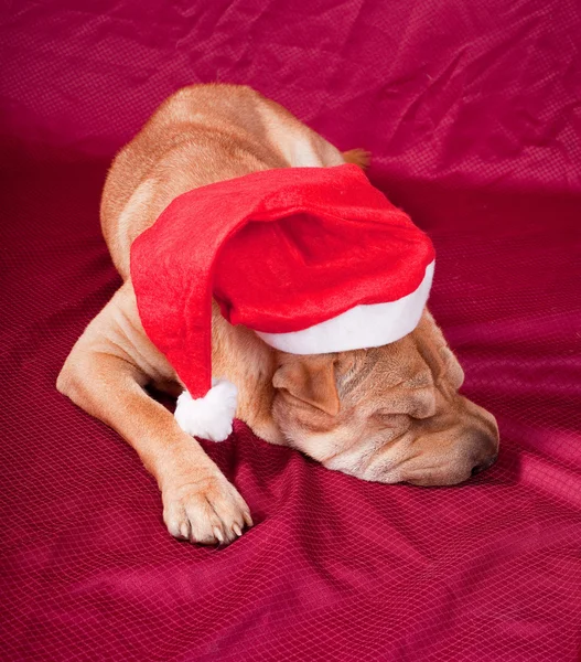 圣诞老人的狗 — 图库照片