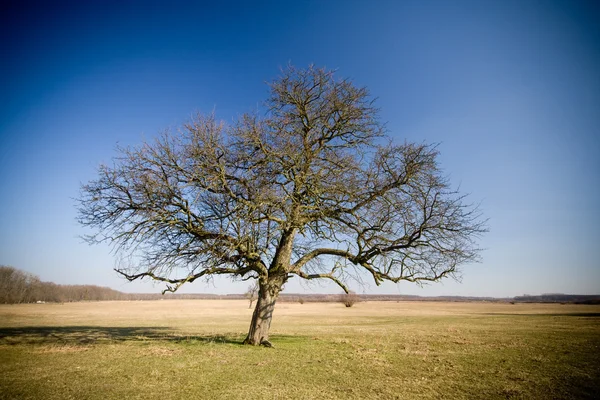 棵孤独的树 — 图库照片