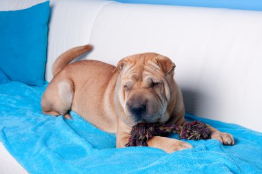 sharpei köpek