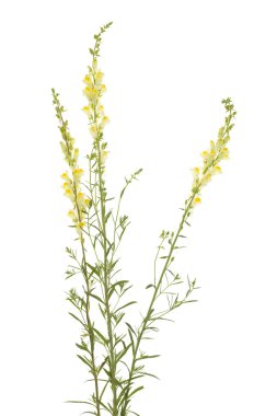 Toadflax clipart