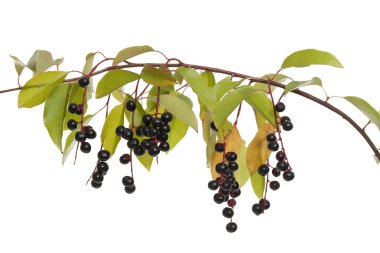 Bird cherry clipart