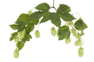 Fresh hop clipart