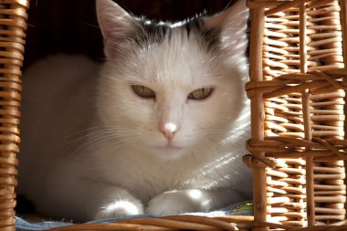 Cat in basket clipart