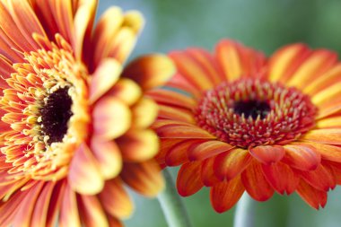 Turuncu gerbera