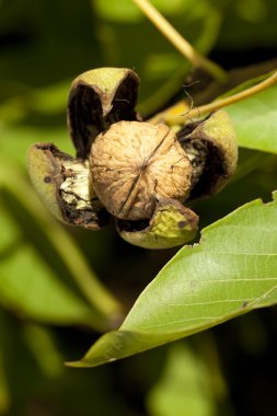 Walnut blossom clipart