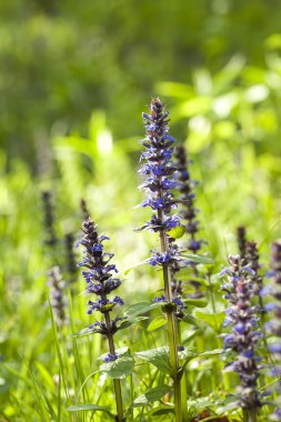 Ajuga sürüngenleri.