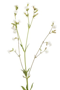 Silene latifolia