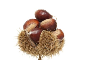 Chestnuts clipart