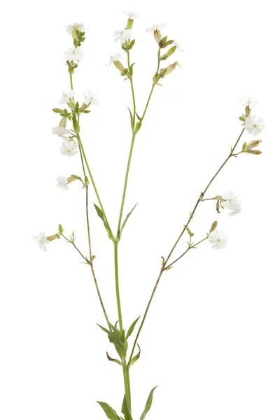Sileno latifolia — Fotografia de Stock