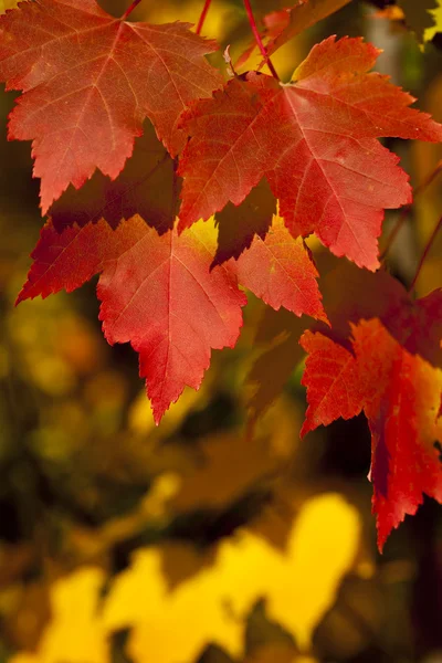 Folha de outono — Fotografia de Stock