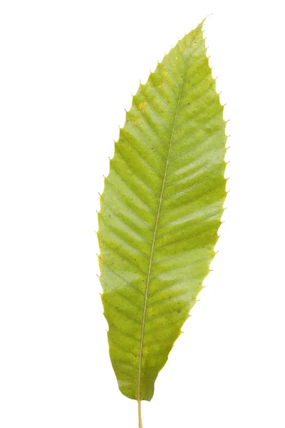 Chestnuts leaf — Stock Photo, Image