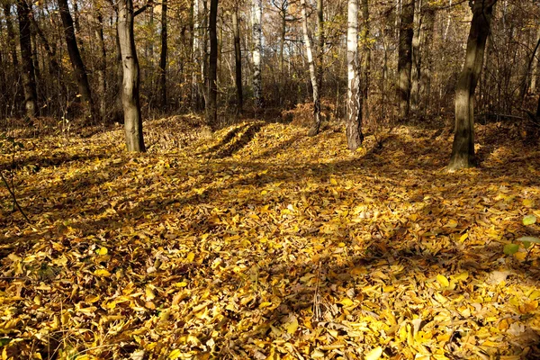 stock image Landscape