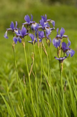 Purple iris clipart