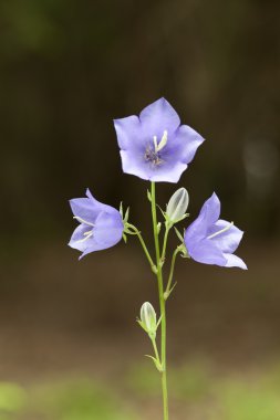 Çan çiçeği rotundifolia