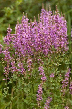 Purple loosestrife clipart