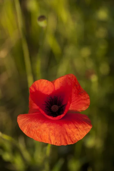 stock image Red poppy