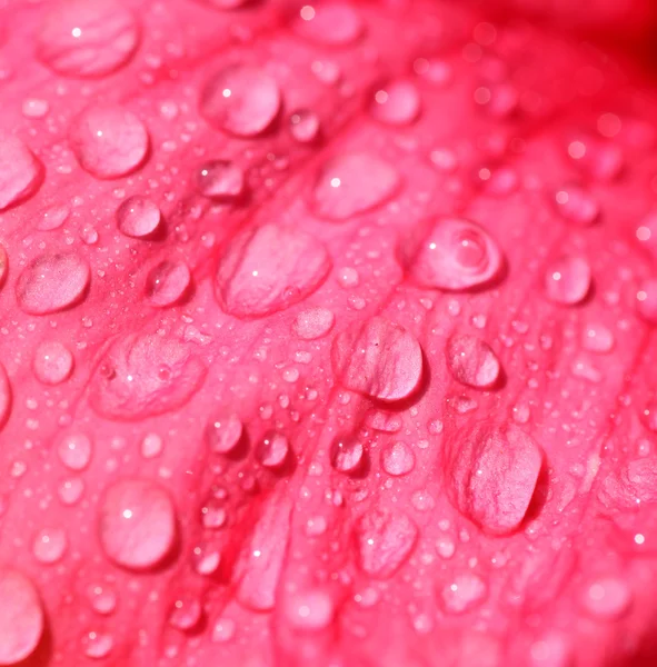 stock image Close up of water drops on fresh flower petal