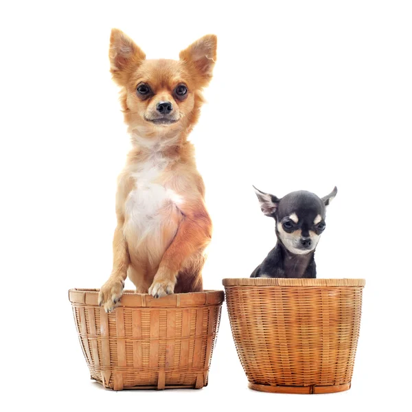 Two chihuahuas — Stock Photo, Image