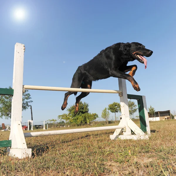 Beauceron w agility — Zdjęcie stockowe