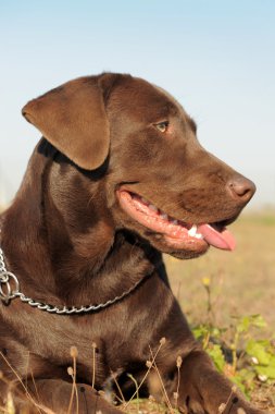 kahverengi labrador Retriever